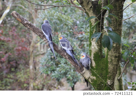Australian Birds Cockatiel 72411121