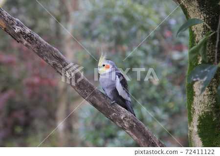 Australian Birds Cockatiel Australian Birds Cockatiel 72411122
