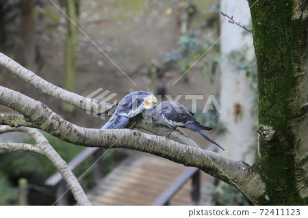 Australian Birds Cockatiel Australian Birds Cockatiel 72411123