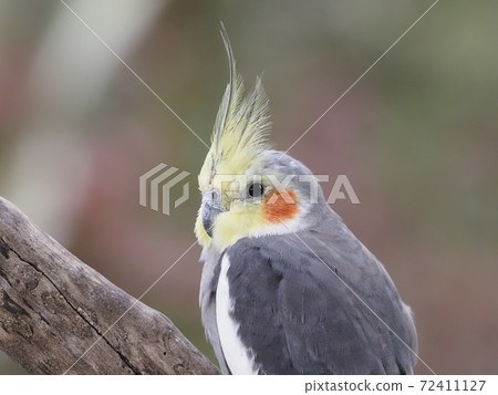 Australian Birds Cockatiel 72411127