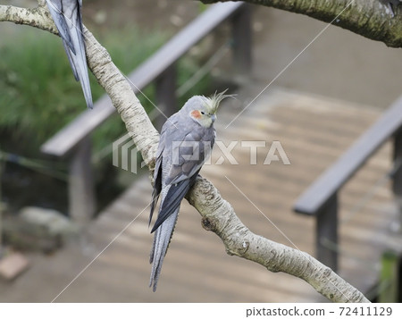 Australian Birds Cockatiel 72411129