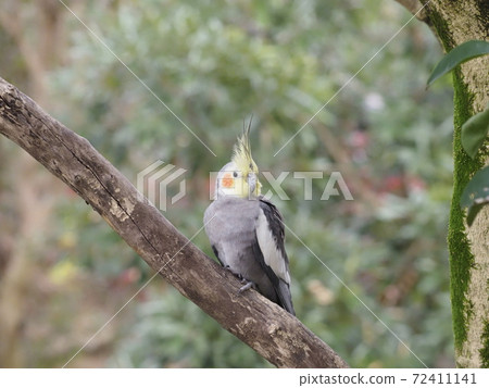 Australian Birds Cockatiel 72411141