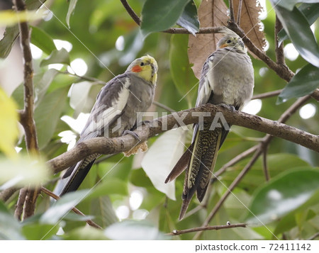 澳大利亞鳥鸚鵡 72411142