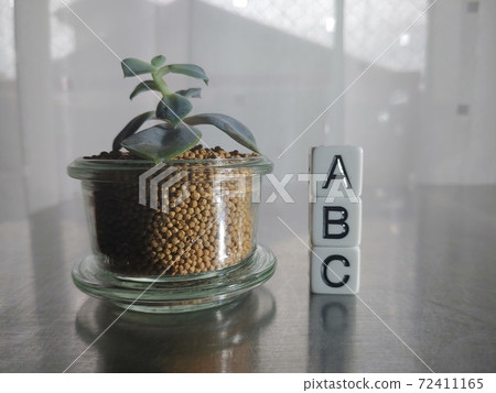 ABC骰子字母和植物在明亮的陽光下1 72411165