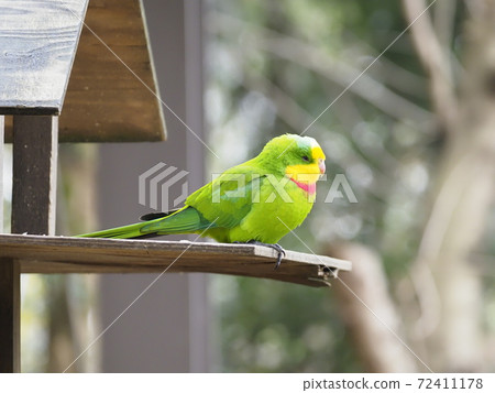 Australian Birds Australian Birds 72411178