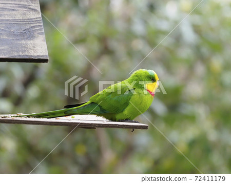 Australian Birds 72411179