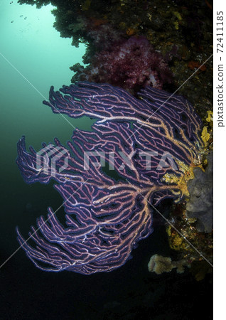 Coral 72411185