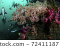 Soft coral and shark 72411187