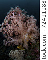Soft coral 72411188