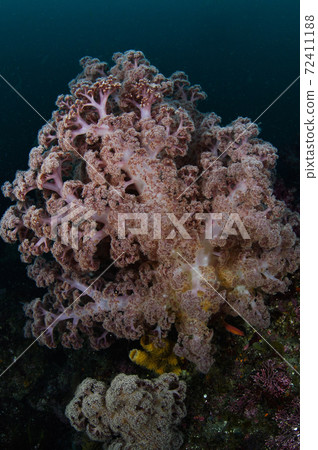 Soft coral 72411188