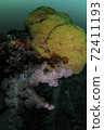 Soft coral 72411193