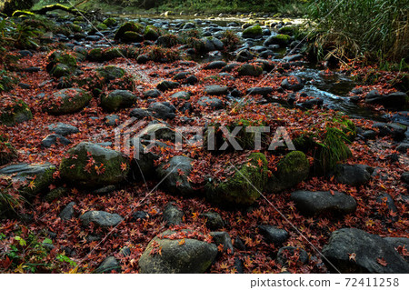 Autumn leaves of Tsurusen River Autumn leaves of Tsurusen River 72411258