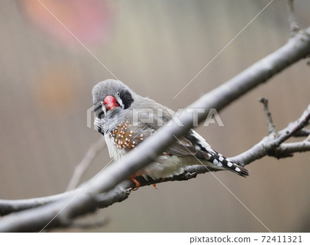 Australian Birds Australian Birds 72411321