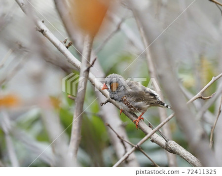 Australian Birds Australian Birds 72411325