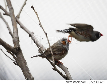 Australian Birds 72411328