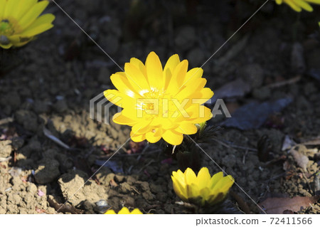 Amur Adonis Flower Stock Photo