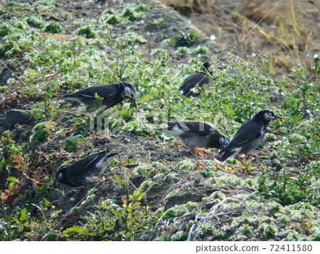 A starling eating food in a farmland near Watari Town [Torinoumi] 72411580
