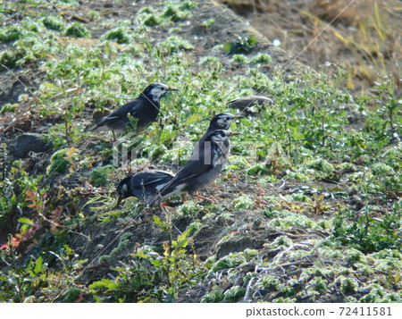 Starlings in the autumn paddy fields near Watari Town [Torinoumi] 72411581
