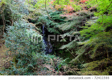 丹波市金加坂的金加坂公園山上的樹木流淌下來的不動瀑布 丹波市金加坂的金加坂公園山上的樹木流淌下來的不動瀑布 72411593