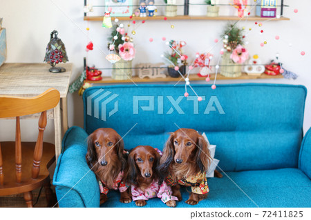 Dachshund enjoying the new year Dachshund enjoying the new year 72411825