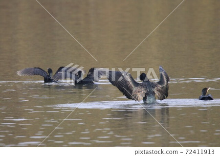 Great cormorant that spreads its wings on the surface of the water to appeal Great cormorant that spreads its wings on the surface of the water to appeal 72411913