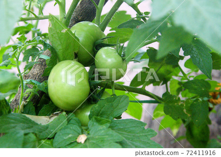 Crop of Fully Grown Unripe Tomato Crop of Fully Grown Unripe Tomato 72411916