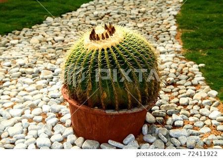Cactus Plant in Earthen Pot Cactus Plant in Earthen Pot 72411922