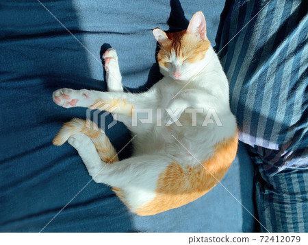 cat napping on the bed 72412079