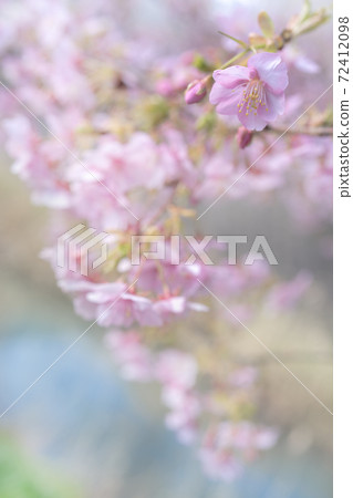 松戶市松堂坂河上盛開的川津櫻花 松戶市松堂坂河上盛開的川津櫻花 72412098