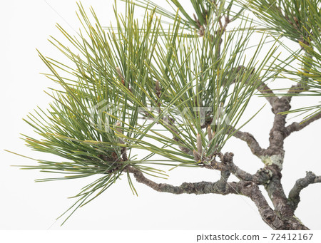 Pine 72412167