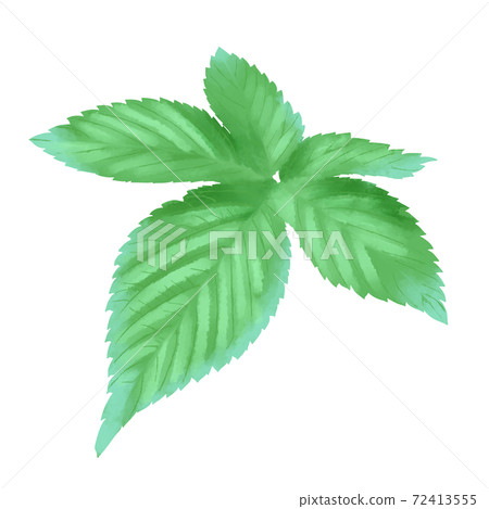 Watercolor style bright green Humulus leaves without line art 72413555