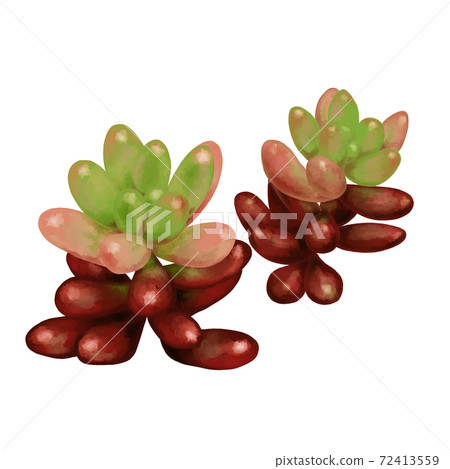 Watercolor-style plump succulent aurora without line art Watercolor-style plump succulent aurora without line art 72413559