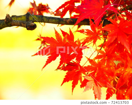 Momiji 72413703