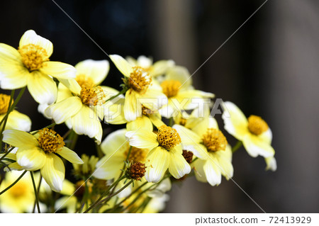 Winter Cosmos 72413929