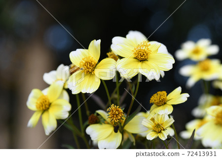 Winter Cosmos 72413931