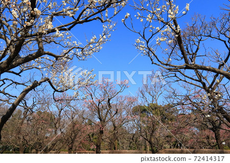 春天的印象：梅花盛開在藍天下 72414317