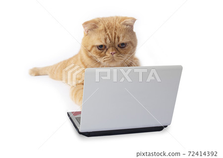 Little scottish fold cat using laptop computer searching something from internet. Little scottish fold cat using laptop computer searching something from internet. 72414392