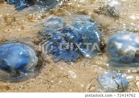 Sunlit dead jellyfish Rhizostoma on sand sea shore after storm Sunlit dead jellyfish Rhizostoma on sand sea shore after storm 72414762