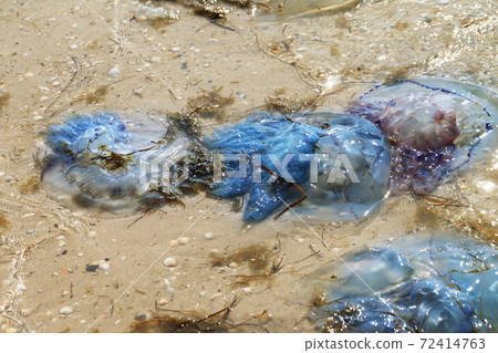 Dead jellyfish Rhizostoma on sand sea shore after storm Dead jellyfish Rhizostoma on sand sea shore after storm 72414763