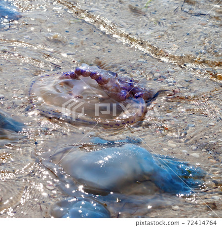 Dead jellyfish Rhizostoma on sea shore at summer day Dead jellyfish Rhizostoma on sea shore at summer day 72414764