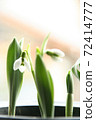 Alignment of snowdrops 72414777