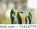 Lined snowdrops 72414779