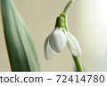 Depressed snowdrop 72414780