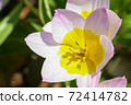 An unusual kind of tulip 72414782