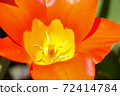 Look into the tulips 72414784