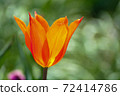 Tulips from the side 72414786