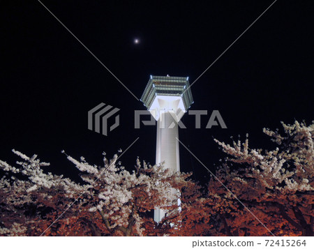 函館五棱郭公園盛開的櫻花和月宴 函館五棱郭公園盛開的櫻花和月宴 72415264