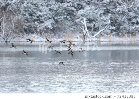 Mandarin ducks flying in light snow Mandarin ducks flying in light snow 72415385