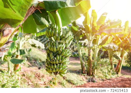Green bananas in the garden on the banana tree agriculture plantation in Thailand summer fruit. 72415413