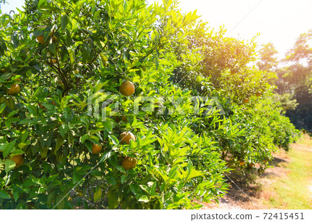 Orange fruit on the orange tree in the summer garden. 72415451